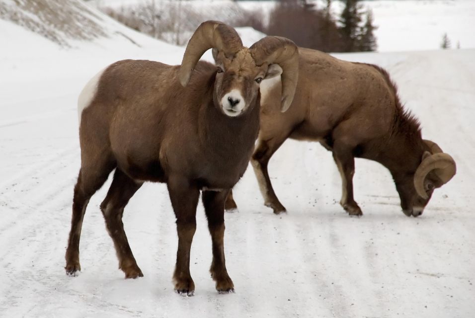 Canmore: NEW - Famous Mountains / Photo Safari Drive - 4hrs - Key Points