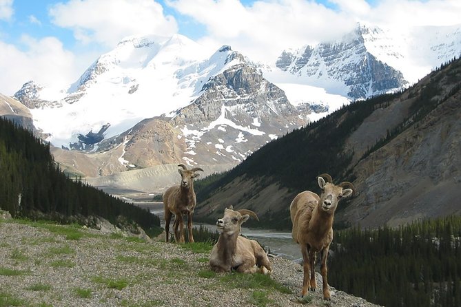 Canmore Wildlife Safari Drive and Walk in the Rocky Mountains - Key Points