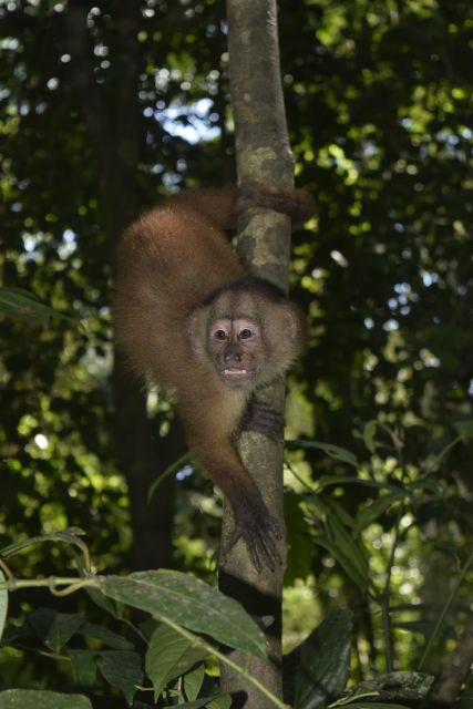 Canopy Walk and Monkey Island - Key Points