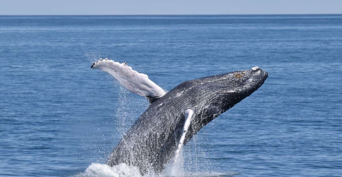 Cape May: Scenic Whale and Dolphin Watching Cruise - Key Points