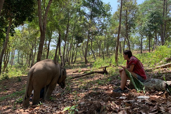 Care Pride Elephants: Full-Day Tour Experience - Key Points