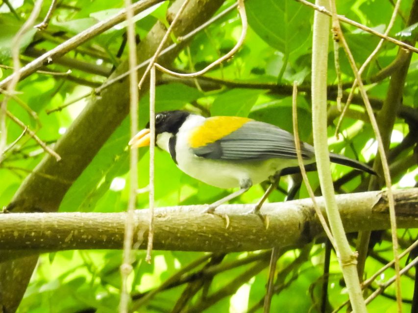 Cartagena: Private Bird-Watching Tour With Breakfast - Key Points