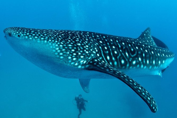 Cebu Whale Shark Interaction Moalboal Sea Turtles and Sardines Run - Key Points