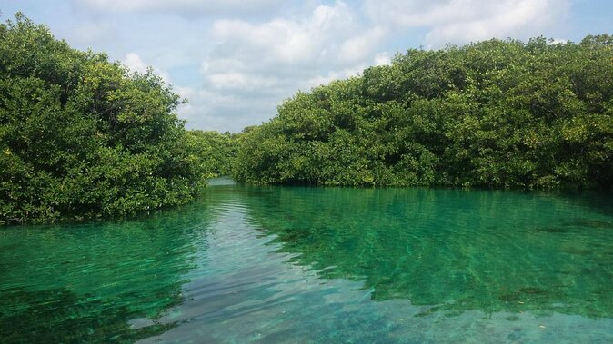 Cenote Paddleboarding and Snorkeling in Tulum - Key Points