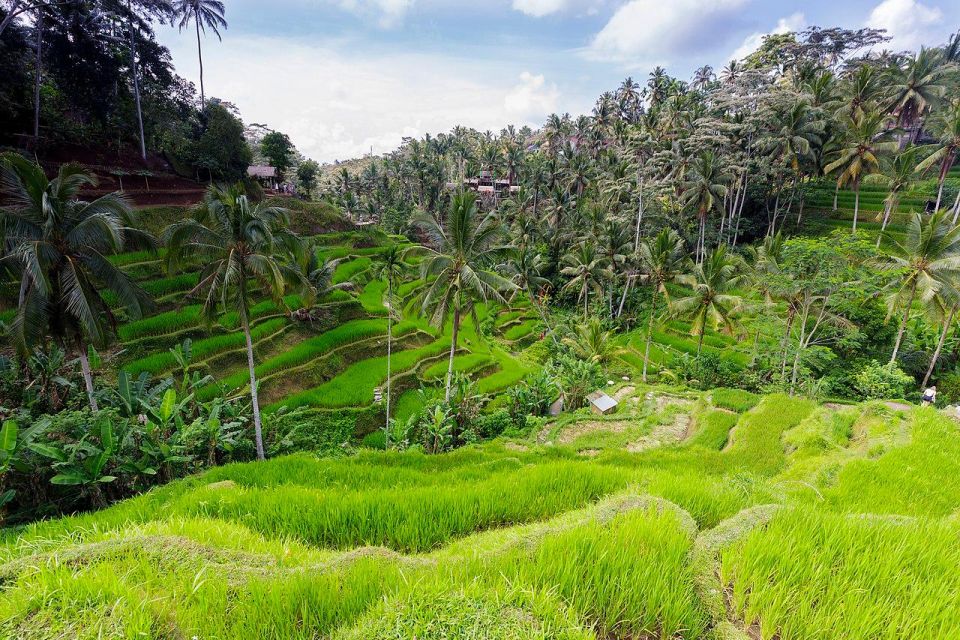 Central Bali: Ubud Village, Rice Terrace, and Kintamani Tour - Key Points