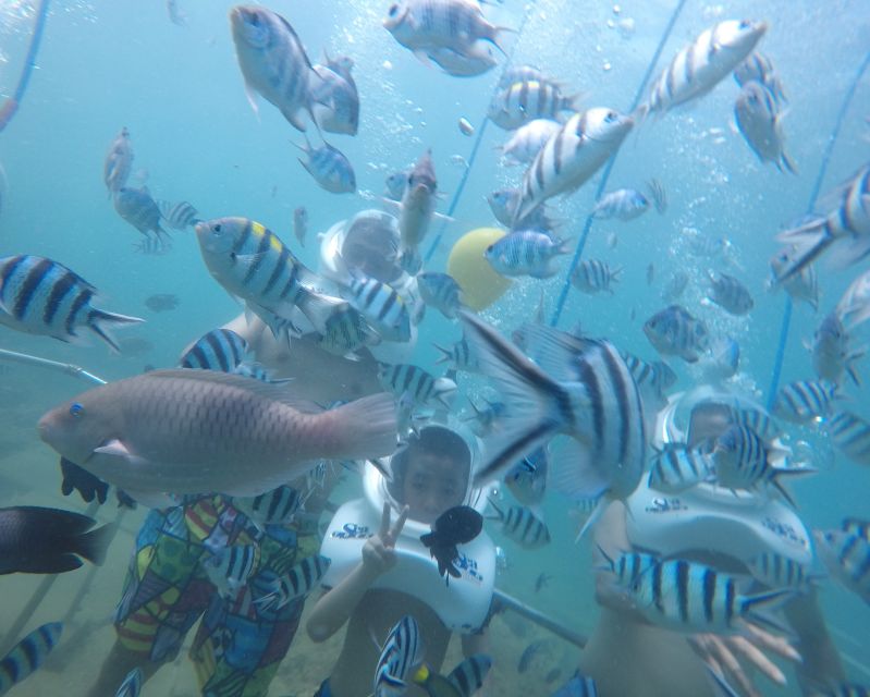 Cham Island: Underwater Walking & Snorkeling Tour - Key Points