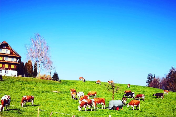 Cheese, Chocolate And Wine In The Bern Region From Luzern