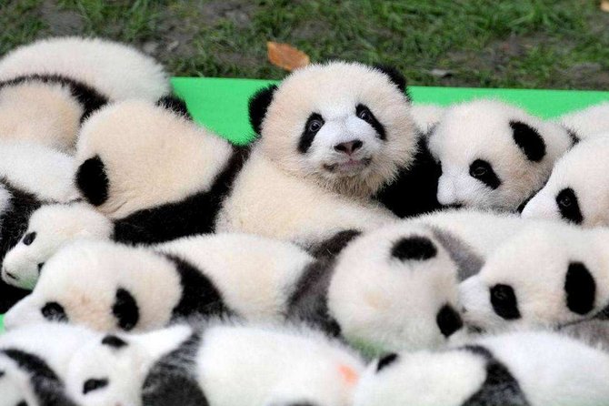 Chengdu Private Day Tour to Panda Base With Optional Volunteer - Tour Details and Highlights