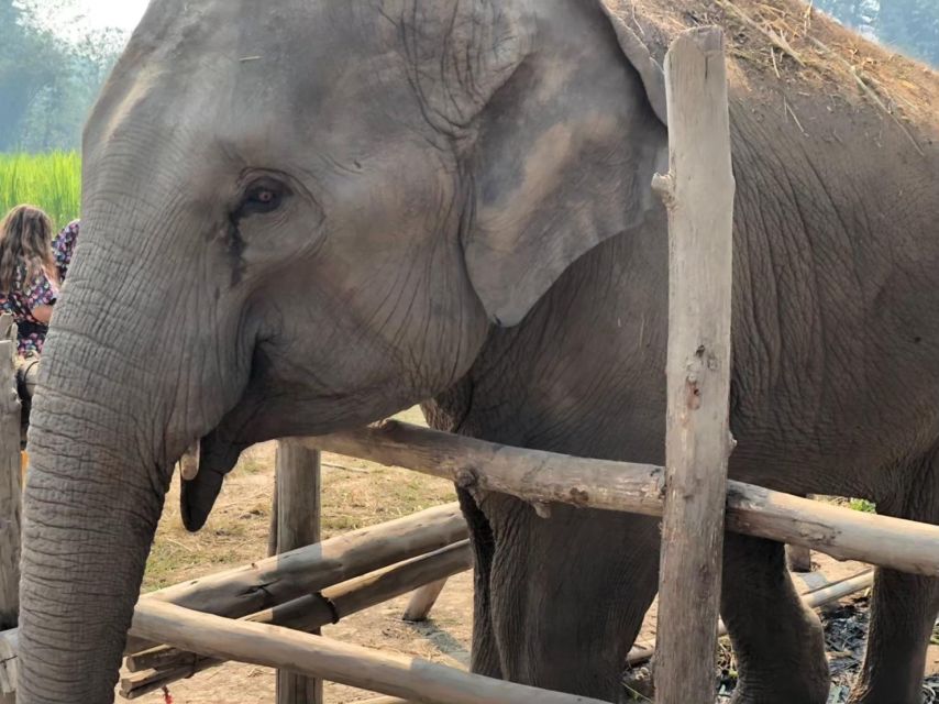 Chiang Mai Elephant Home One Day Experience - Key Points