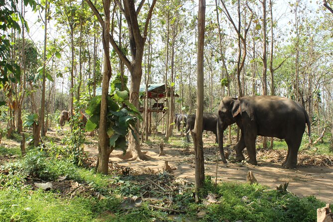 Chiang Mai Elephant Sanctuary Small Group Ethical Tour - Key Points