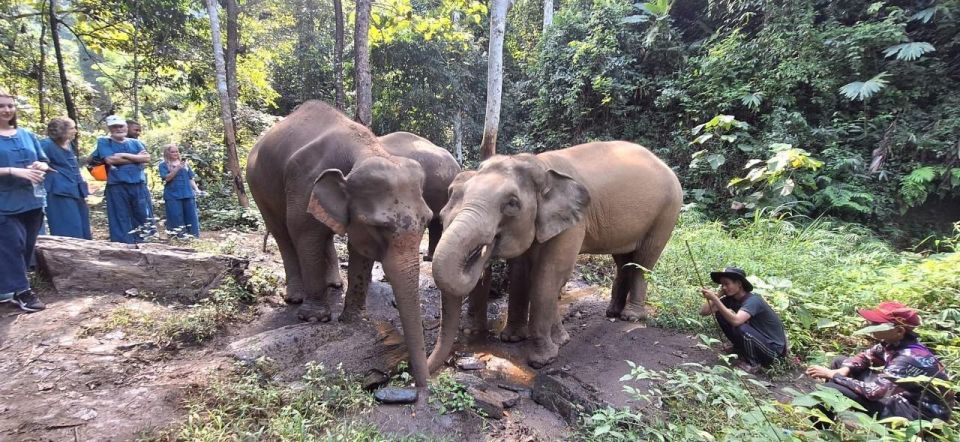 Chiang Mai: Elephants, Hill Tribe Stay, Rafting, Waterfall - Key Points
