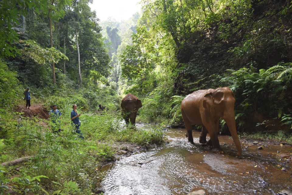 Chiang Mai: Elephants, Waterfall, and White Water Rafting - Key Points