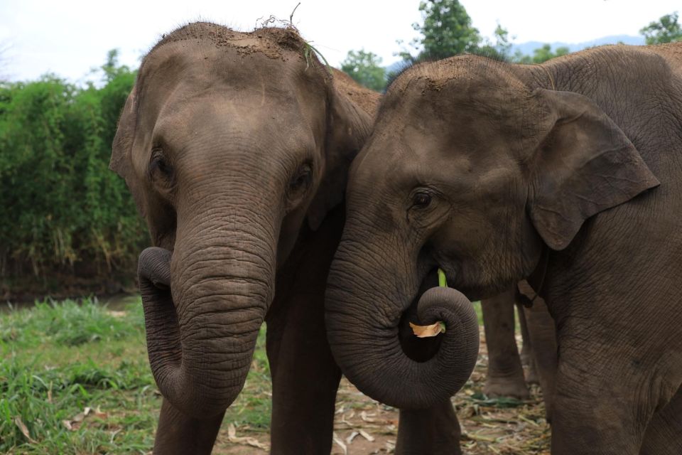 Chiang Mai: Ethical Elephant Sanctuary Day Tour & Lunch - Key Points