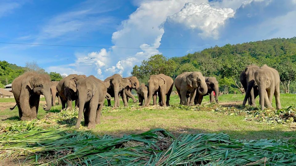 Chiang Mai: New Elephant Home Elephant Care Program - Key Points