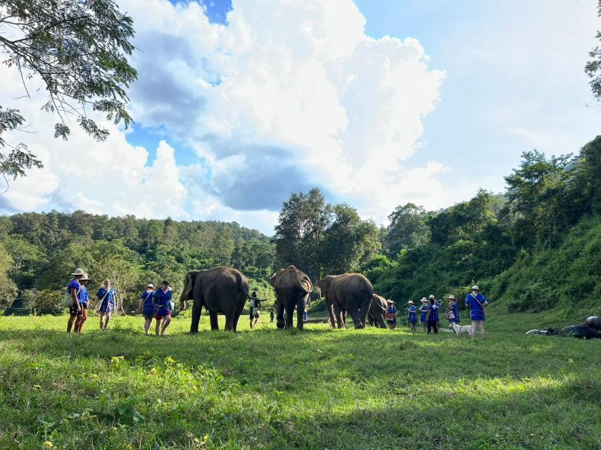 Chiang Mai: New Elephant Home Walking With Giants Tour - Key Points