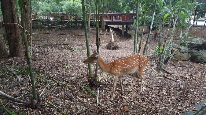 Chiang Mai Night Safari Including Round-Trip Transfer - Key Points