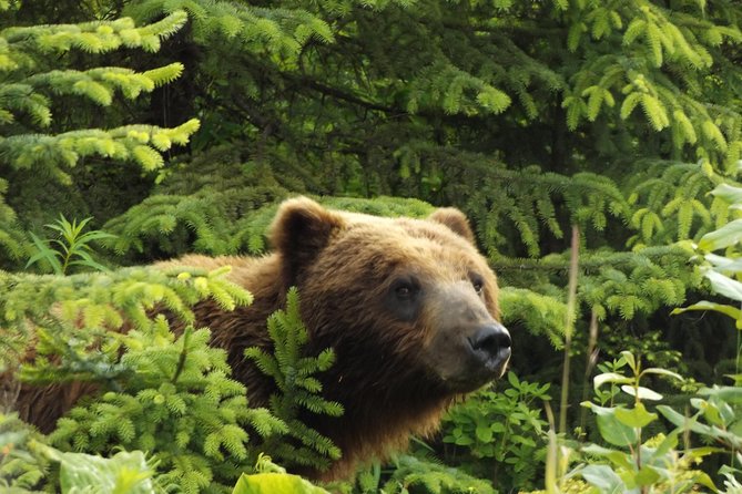 Chichagof Island Tour: Brown Bear Search - Key Points