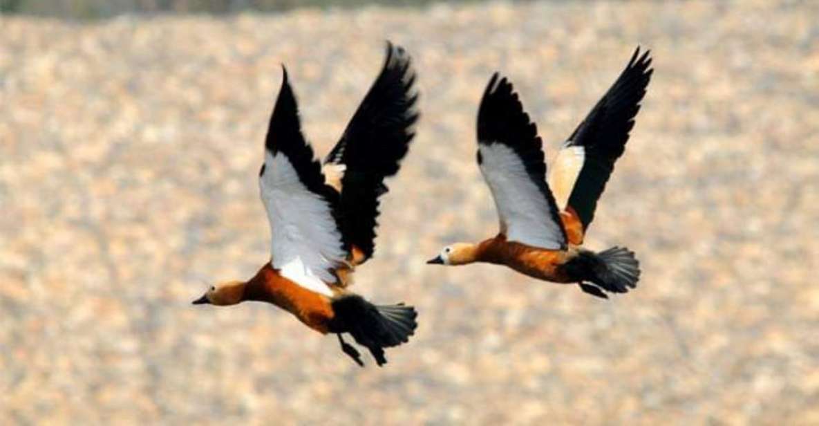 Chitwan National Park Untouched Side Bird Watching From Madi - Key Points