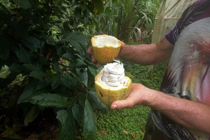 Chocolate and Farm Tour With Local Tico Family - Key Points