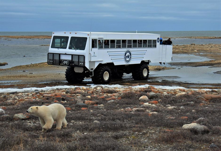 Churchill: Exclusive Tundra Buggy Day Trip - Key Points