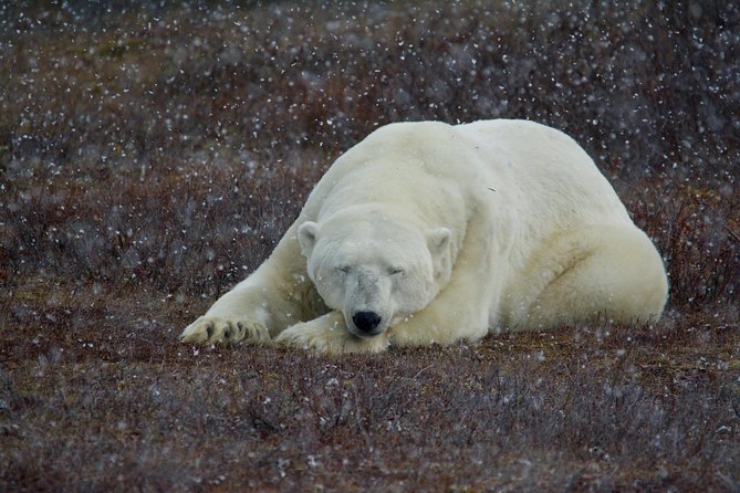 Classic 5 Night Churchill Polar Bear Adventure - Key Points