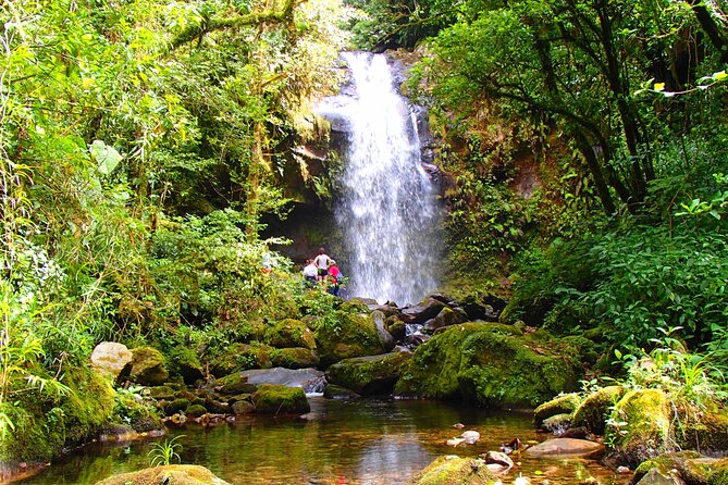 Cloud Forest Wildlife Hike 8:30am (Minimum of 2 People Required ) - Wildlife Encounter