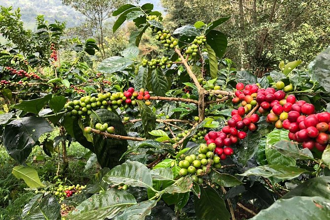 Coffee Farm and Salento Walking Tour With Lunch - Tour Highlights