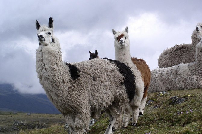 Cotopaxi Full Day Tour - All Included - Guided Hike and National Park Entrance - Key Highlights of the Cotopaxi Tour