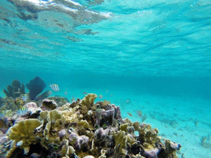 Cozumel: Dive in the World's Second Largest Coral Reef - Key Points