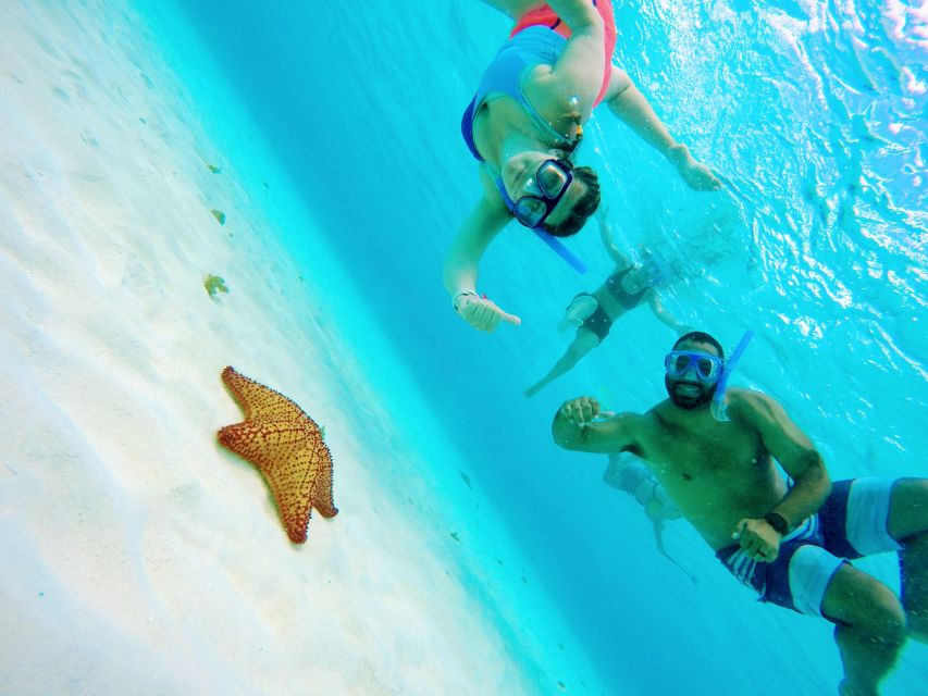 Cozumel: Starfish, Stingrays, and Turtle Bay Snorkeling Tour - Key Points