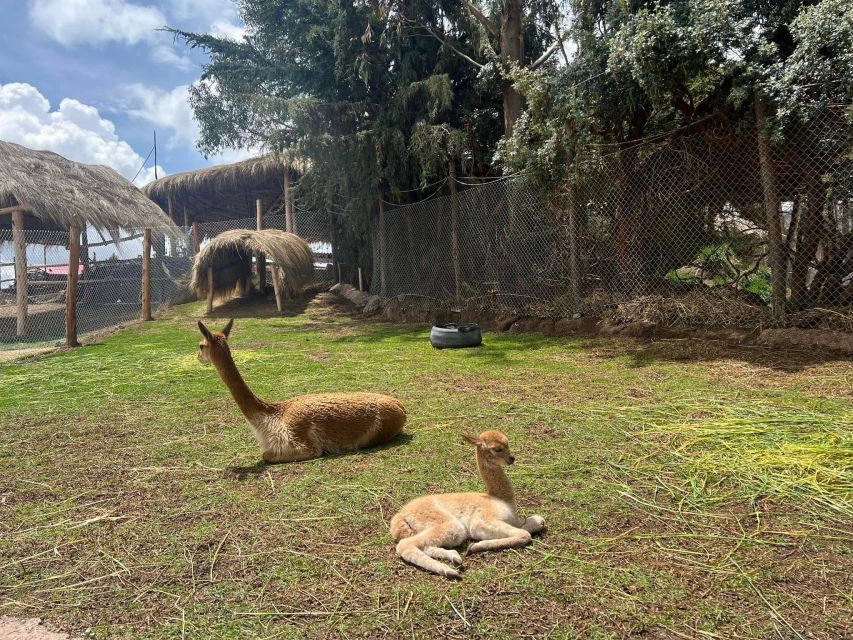 Cusco: Alpaca and Llama Farm Tour W/ Transfer & Weaving Demo - Key Points