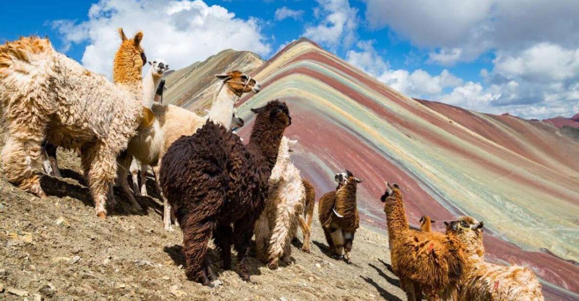 Cusco: Excursion to Rainbow Mountain Full Day - Key Points