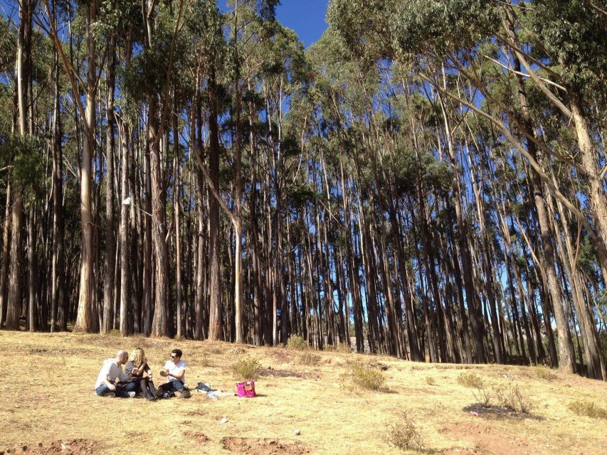 Cusco: Qenqo Eucalyptus Forest Andean Picnic Painting - Key Points