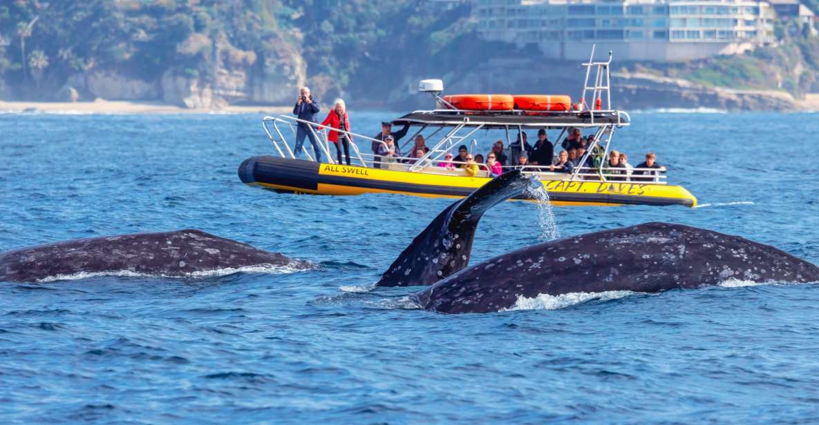 Dana Point Fast & Fun Zodiac-Style Dolphin & Whale Watching - Key Points