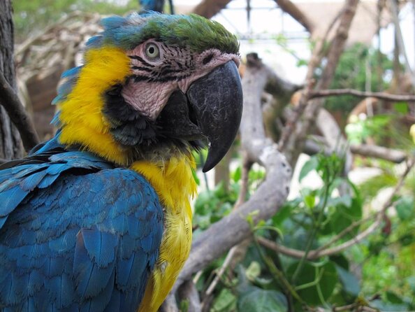 Day at the National Colombia Aviary and Afternoon at Playa Blanca - Key Points