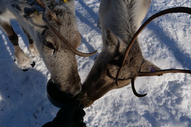 Day in Inari - Siida Museum, Open Fire Lunch & Reindeer Farm - Sami Culture and Traditions in Inari