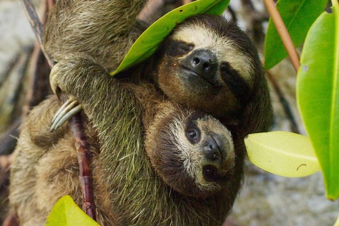 Day Trip From San Jose to Sloths & Other Wildlife Rescue Center - Key Points