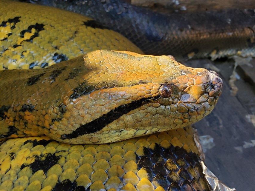 Day Trip On The Amazon River.