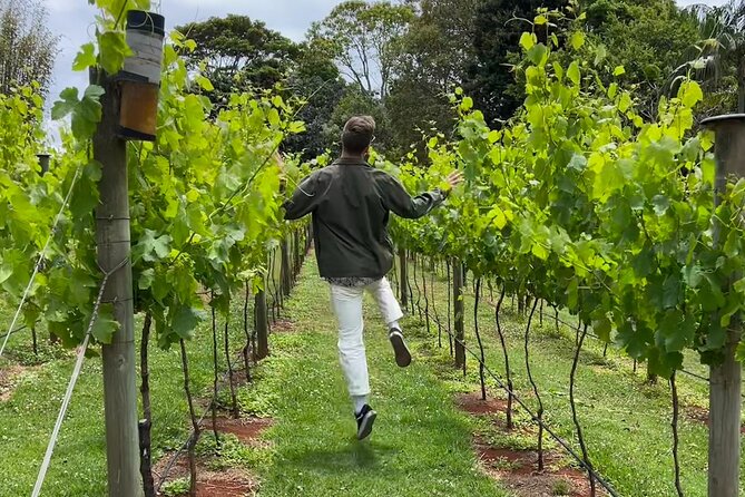 Deluxe Winery Tour to Tamborine Mountain (Mon-Tues) - Key Points