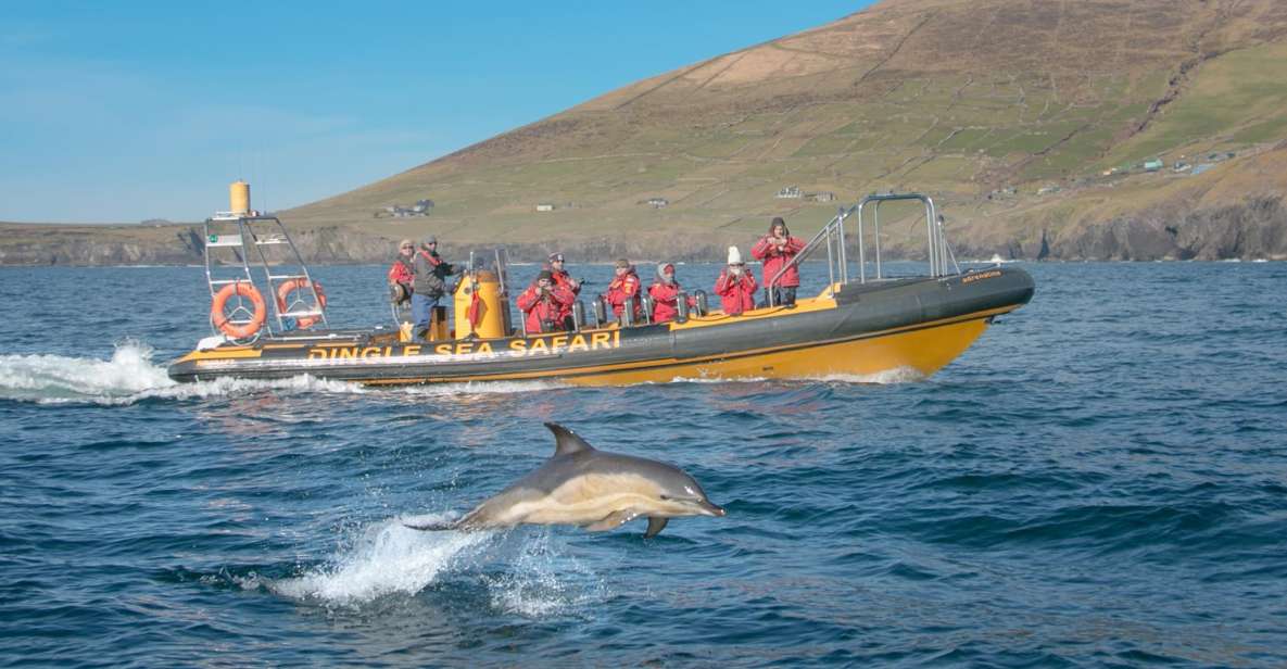 Dingle Sea Safari Rib Ride - Key Points