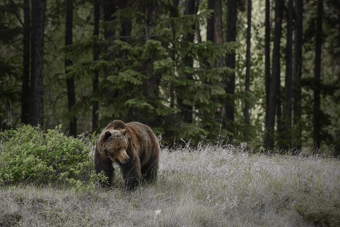 Discover Jasper and Its Wildlife - Key Points