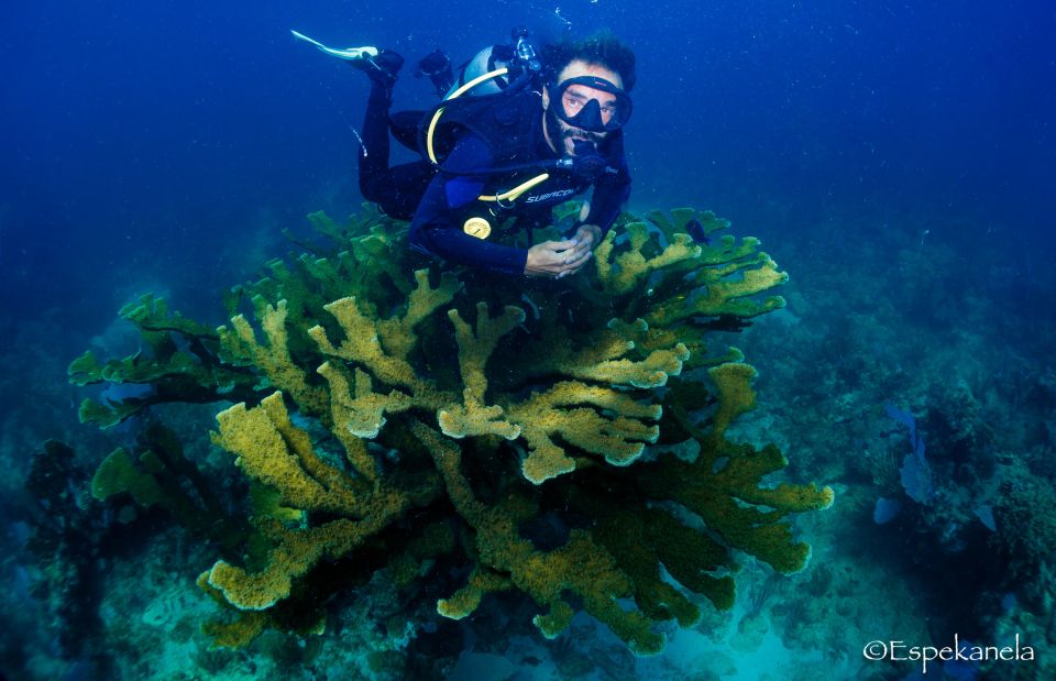 Discover Scuba Diving: Costa Maya's Reef Experience