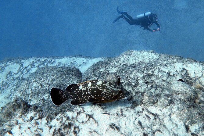 Discover Scuba Diving in Costa Calma - Key Points