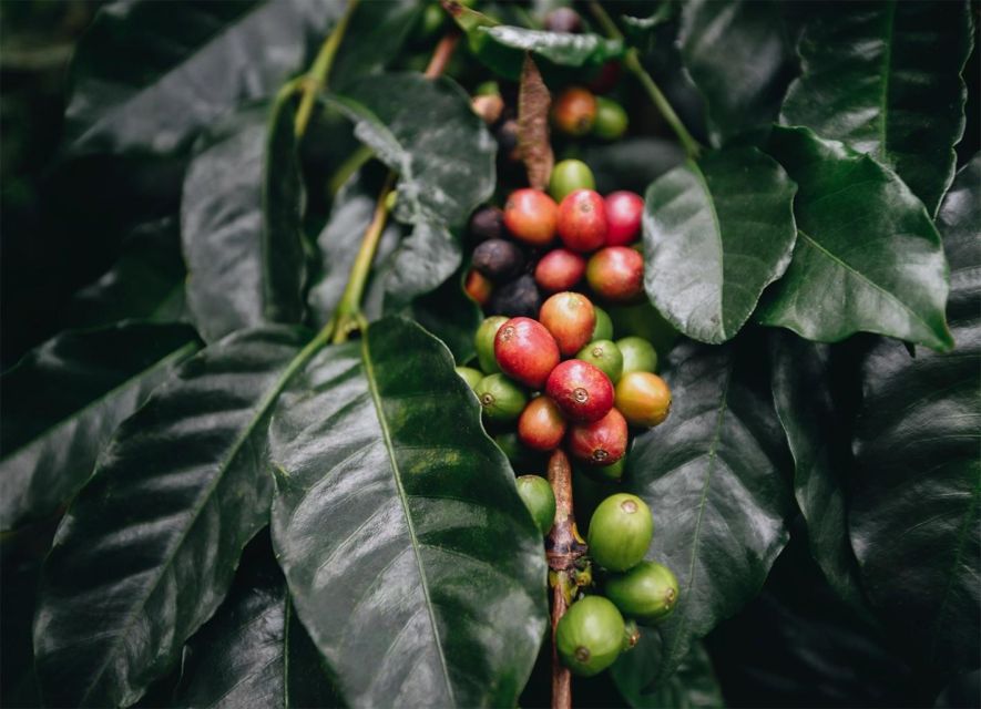 Discover the Secrets of Coffee, Cacao, and Waterfall in Minca - Key Points