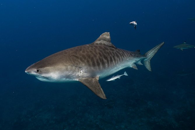 Dive With the Sharks, Moorea and Tahiti - Key Points
