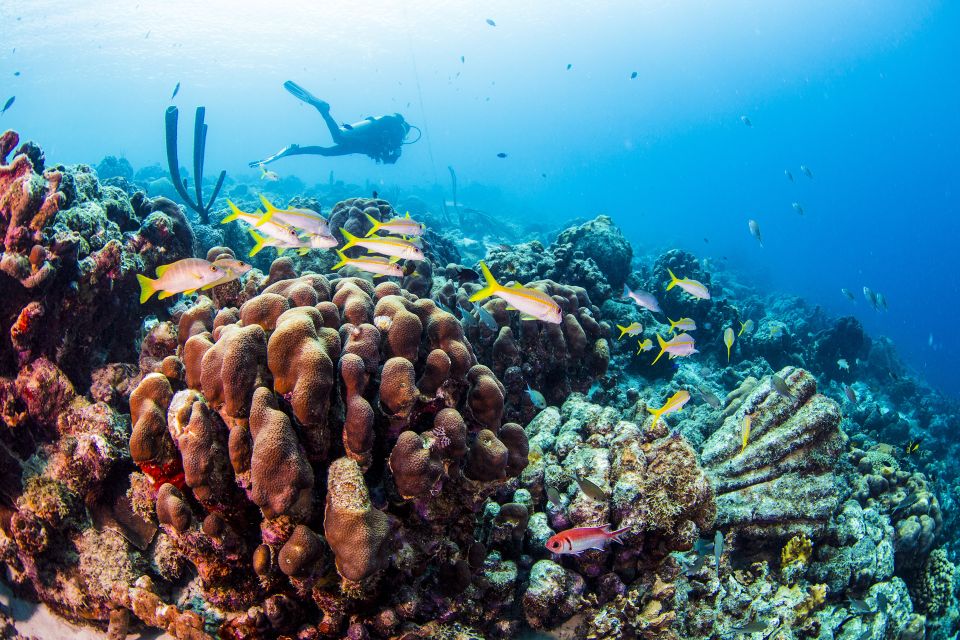Diving Santa Marta & Tayrona for Certified Divers (2 Tanks) - Key Points