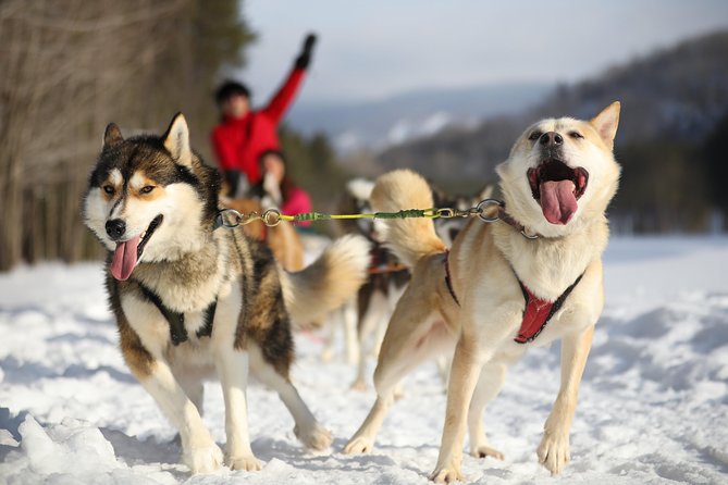Dogsled Adventure in Mont-Tremblant - Key Points