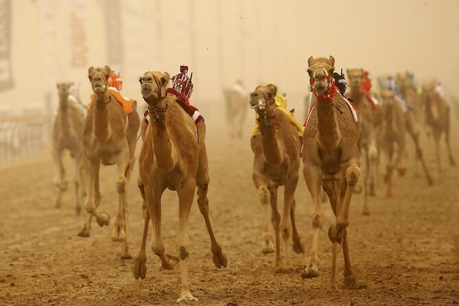 Doha Qatar Camel Race Track Visit West Coast Natural Attractions - Key Points
