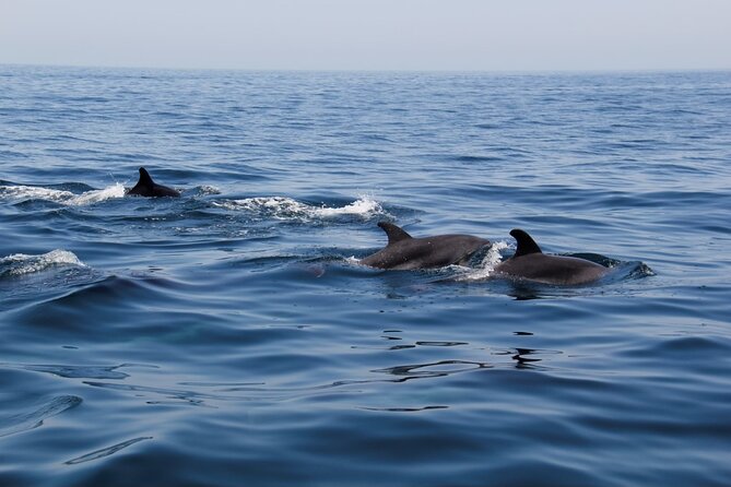 Dolphin and Whale Watching in Lagos - Key Points