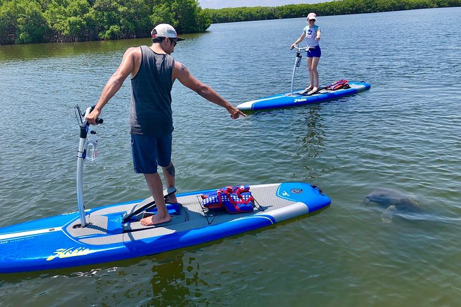 Dolphin & Manatee Watching Stand Up Pedalboarding Tour - Key Points